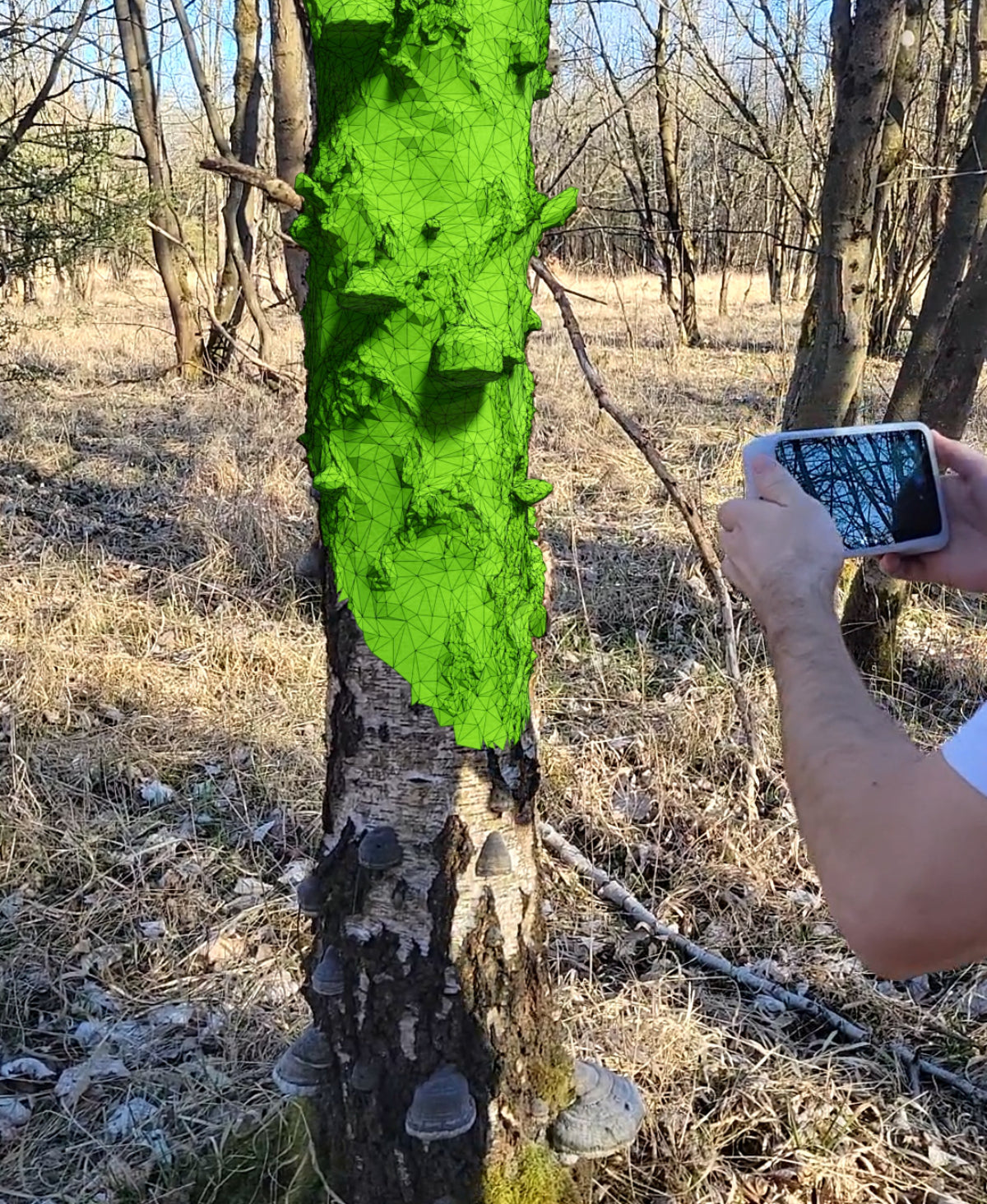 Baumstamm Blumenvase "Hängebirke" – Naturgetreuer 3D-Scan
