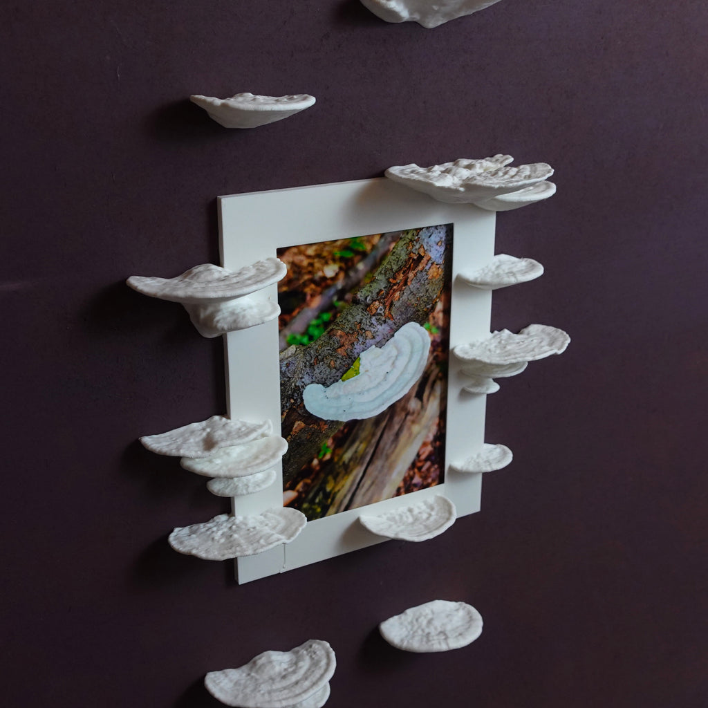 Pilz Bilderrahmen "Trametes Pubescens" – Außergewöhnlicher Rahmen