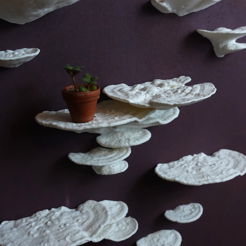 Pilz Wandregal "Trametes Gibbosa" – Naturalistisches Bundle